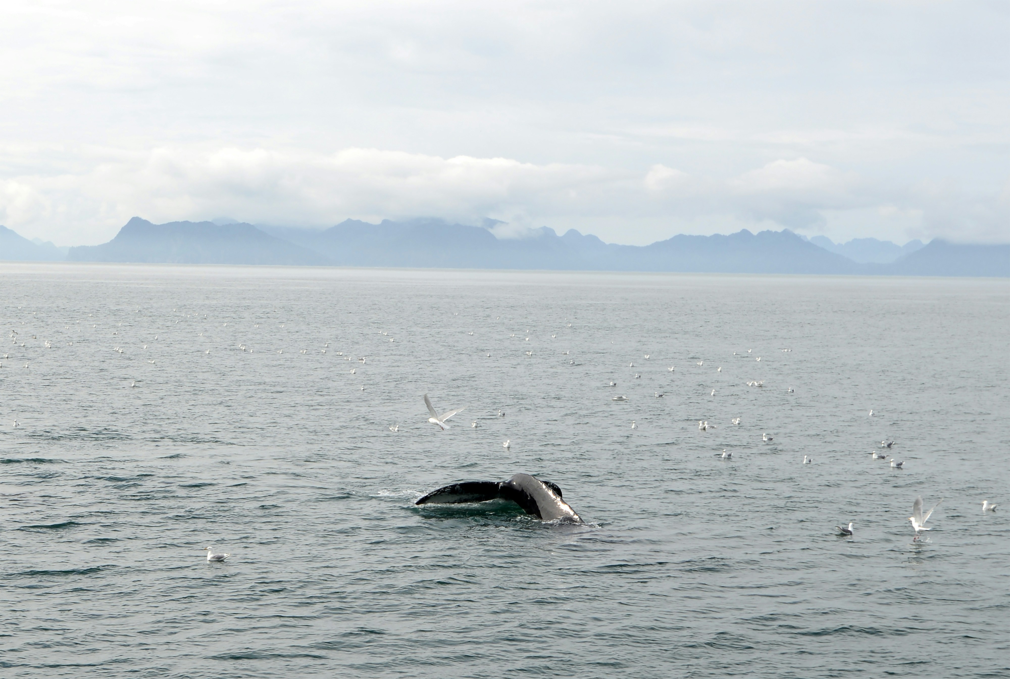 Whale & Wildlife Watching Tour (Seattle Departure)