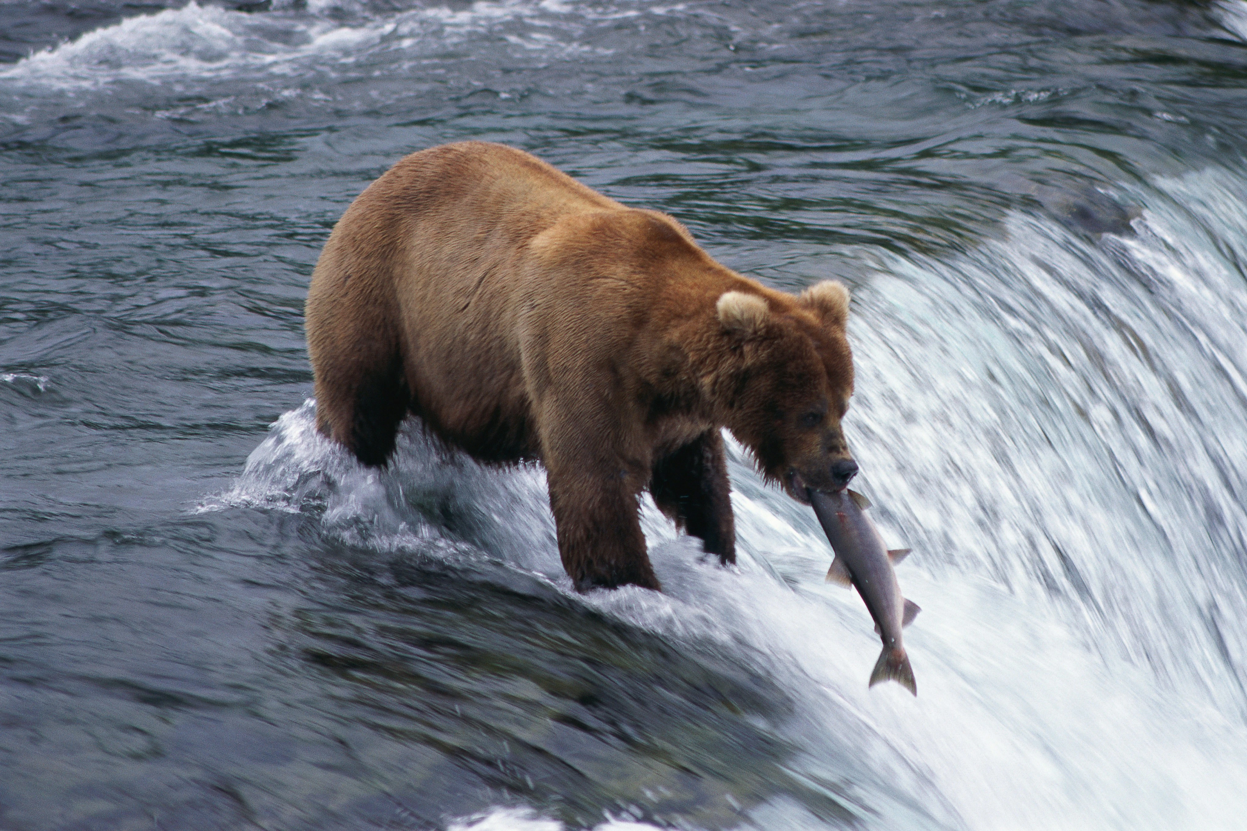 Wilderness, Wildlife & Glacier Experience from Anchorage