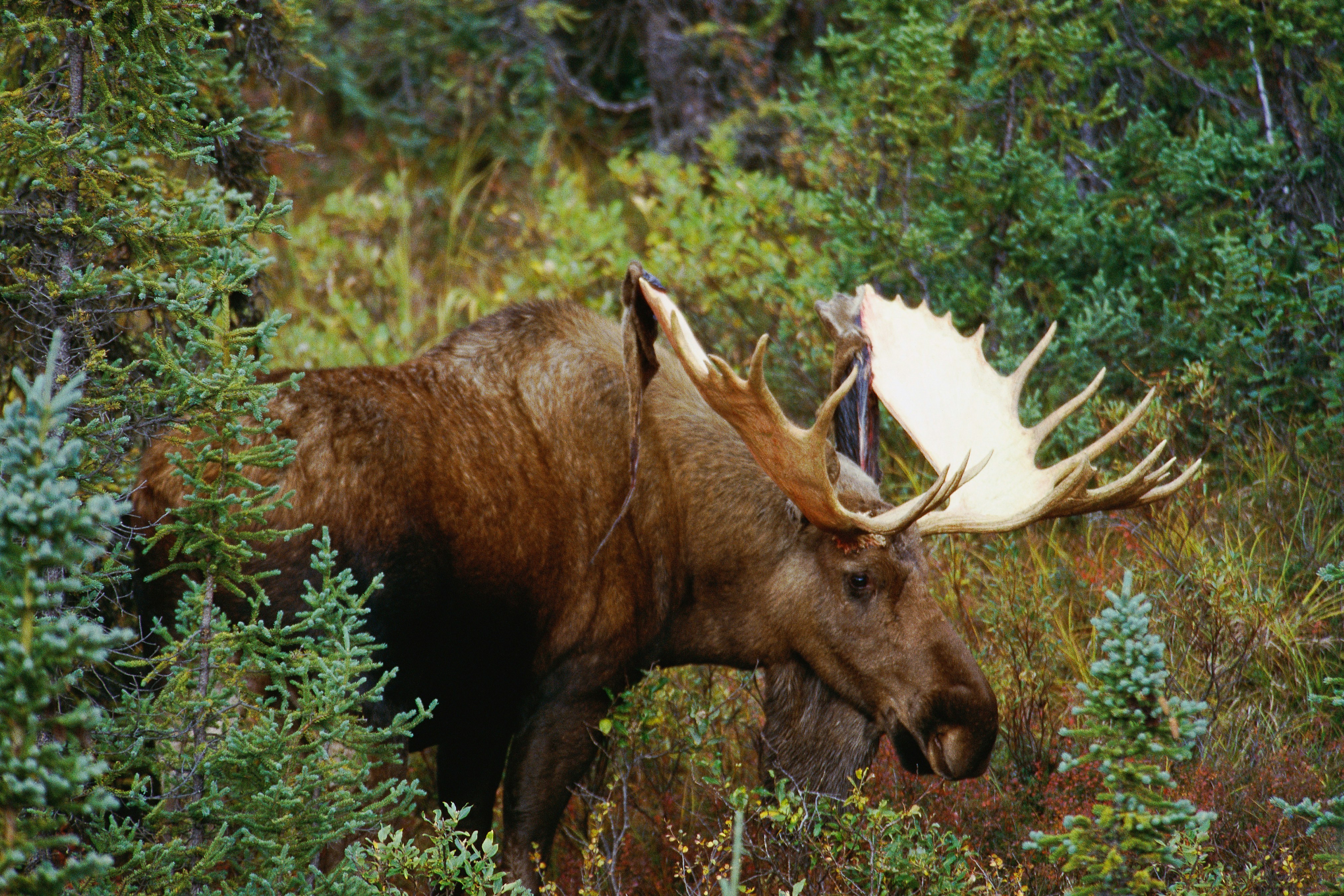 Wildlife Conservation Center & Portage Valley Glaciers Tour