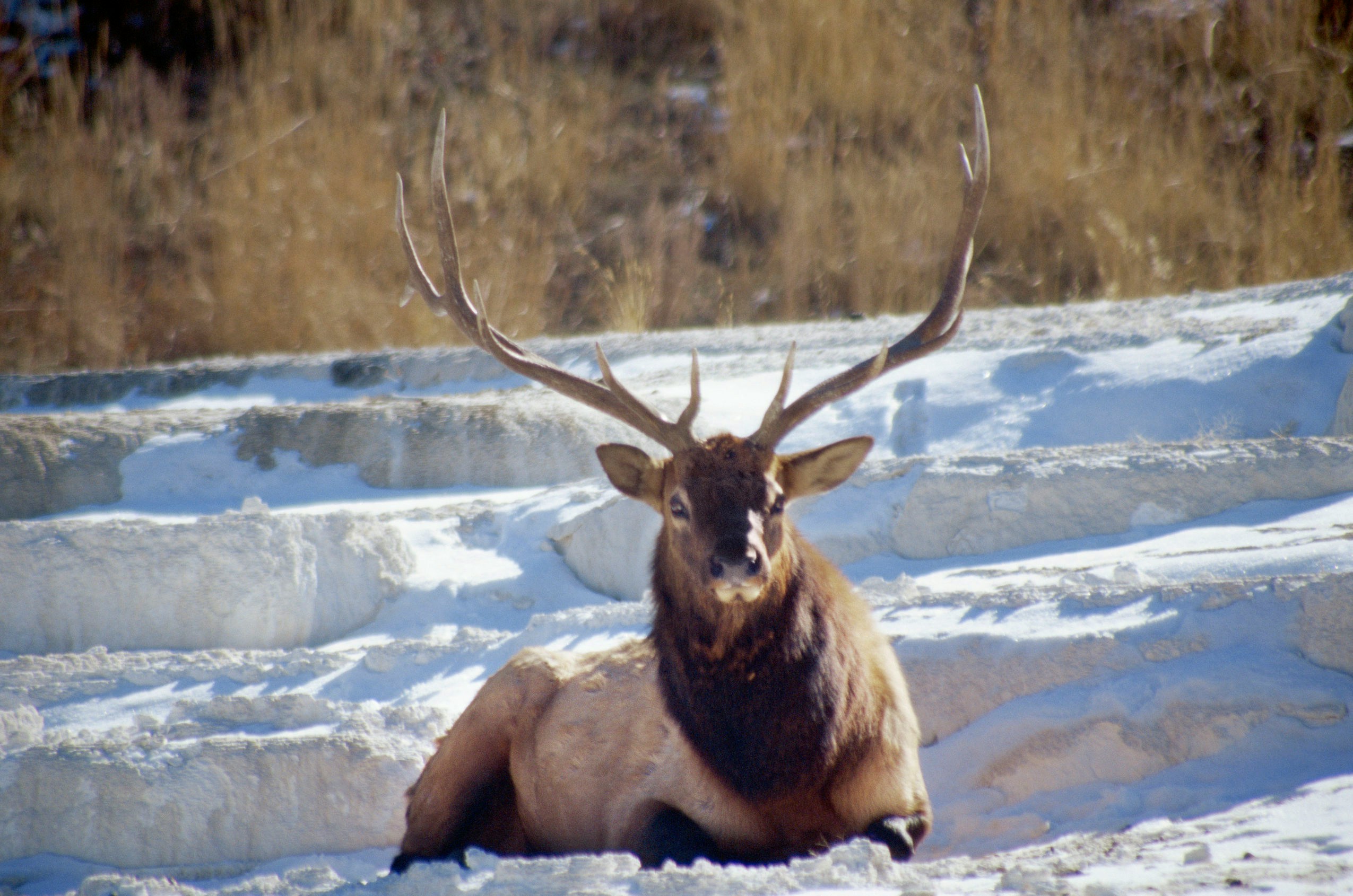 Private Mat-Su Valley & Hatcher Pass Wildlife Tour
