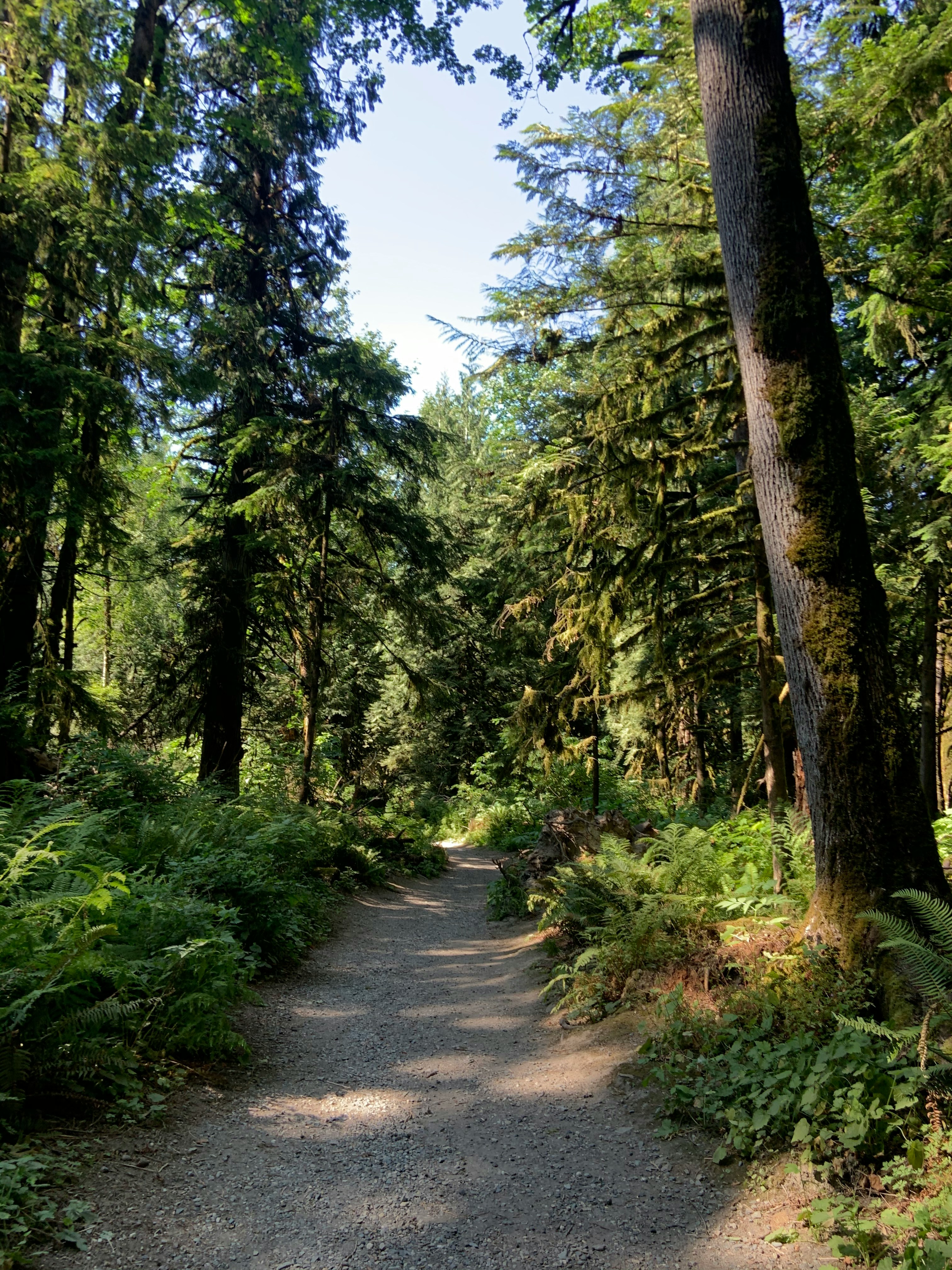 Forest Park Trails