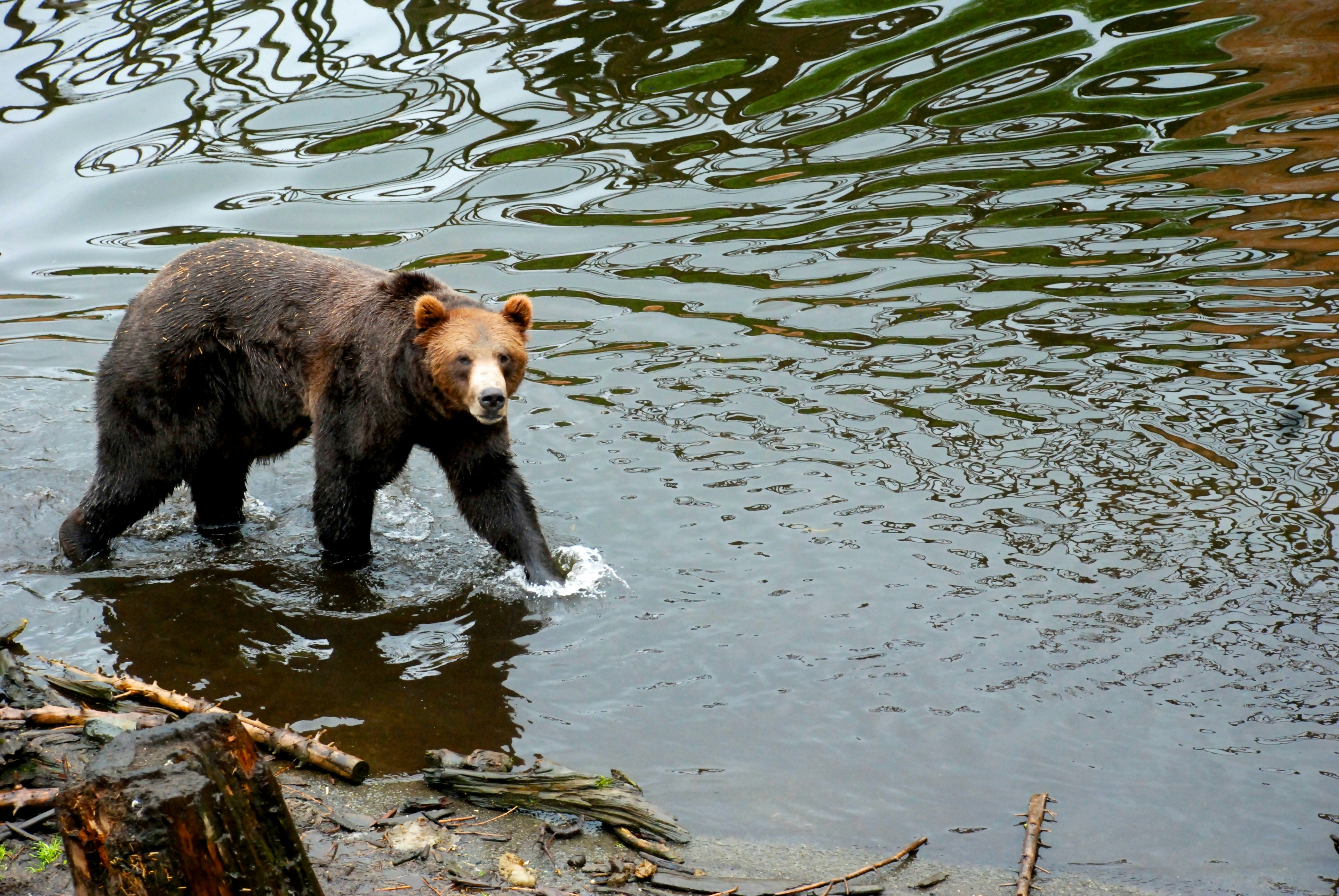 Wildlife & Glacier Guided Tour