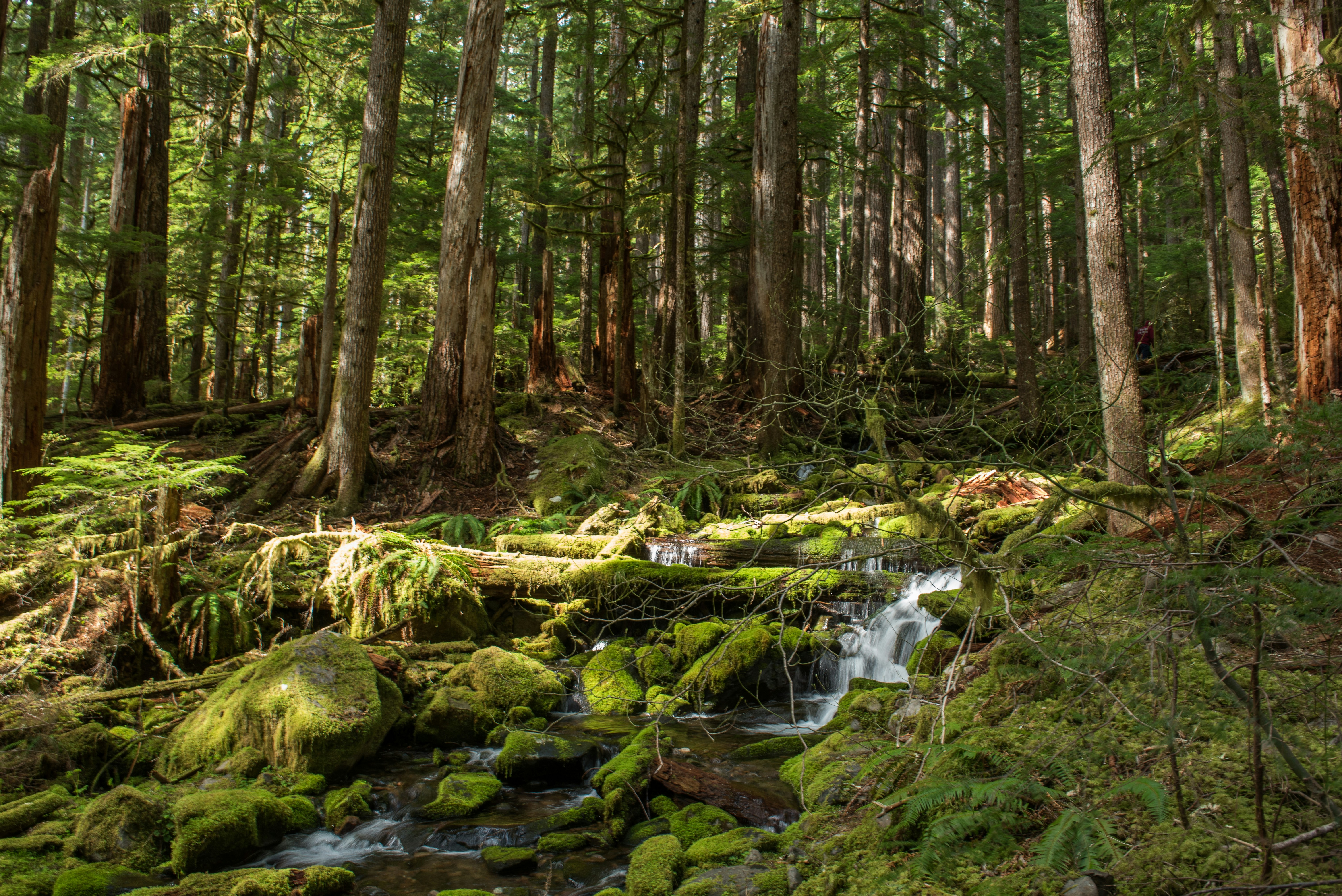 Olympic Peninsula & Forest Immersion Tour