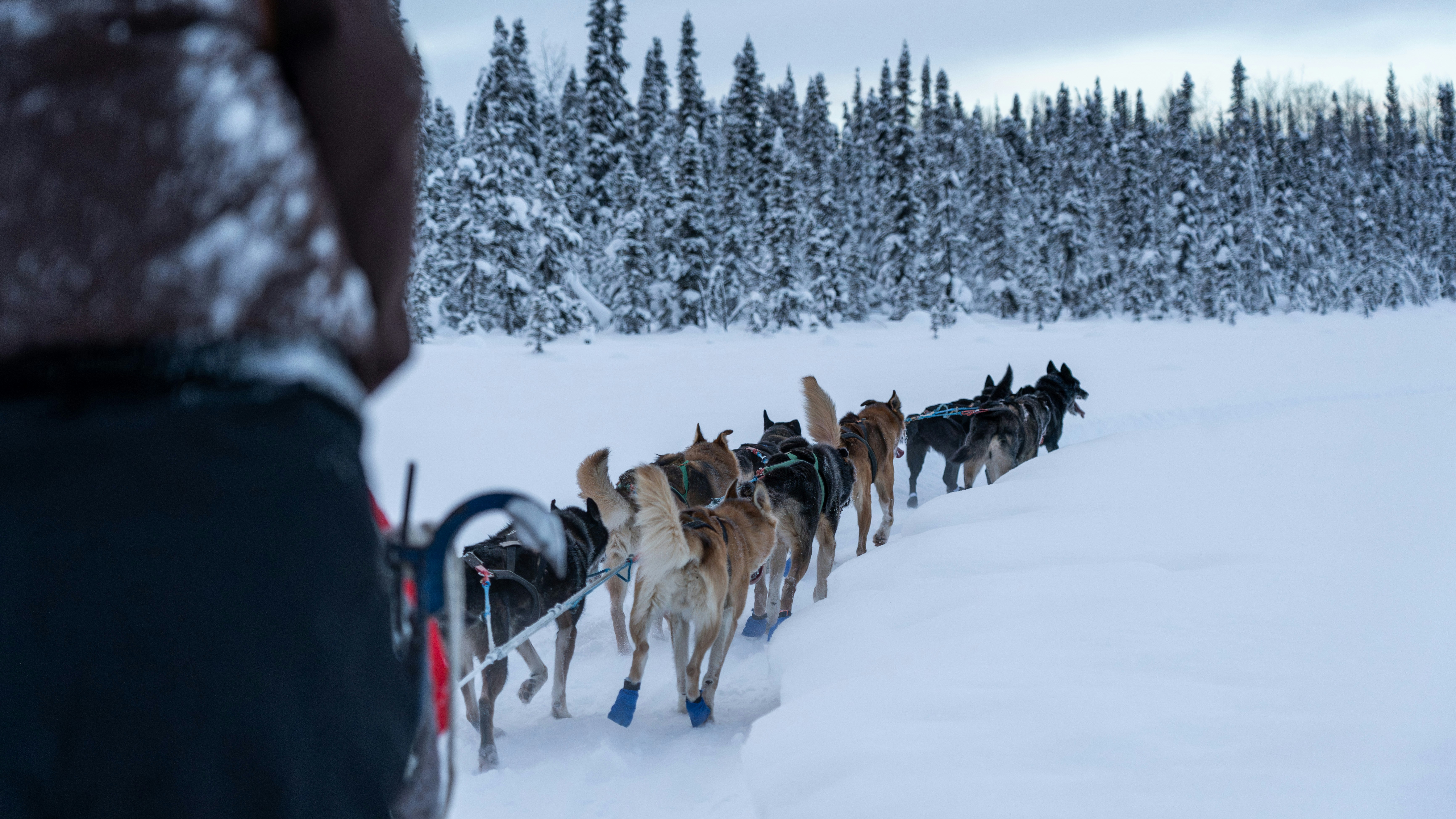 Sled Dog Ride & Scenic Drive from Anchorage