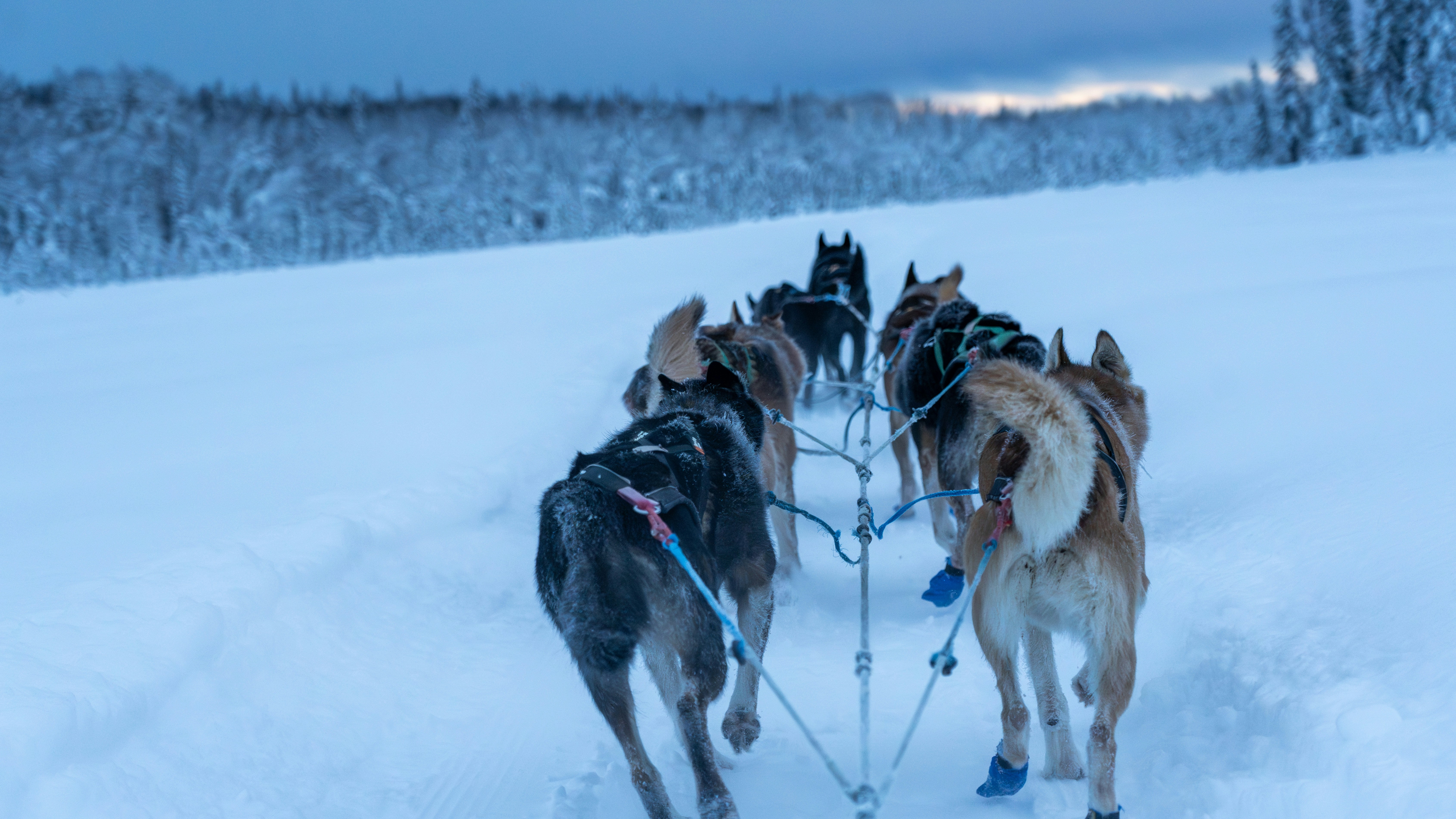 Alaskan Dog Sledding Adventure